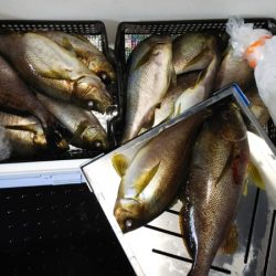 第二龍勢丸 釣果