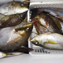 第二龍勢丸 釣果