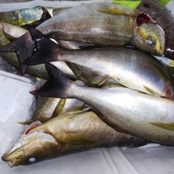 第二龍勢丸 釣果