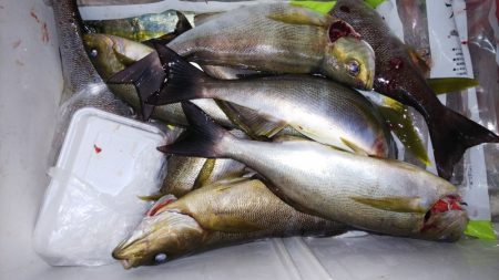 第二龍勢丸 釣果