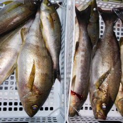 第二龍勢丸 釣果