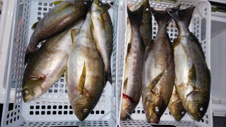 第二龍勢丸 釣果