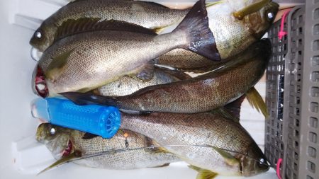 第二龍勢丸 釣果