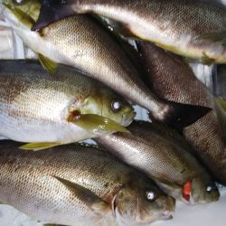 第二龍勢丸 釣果