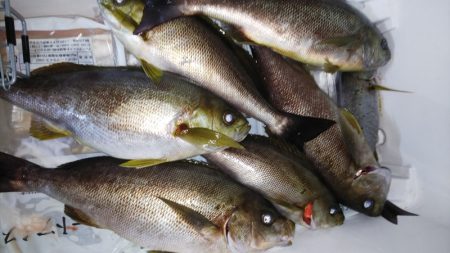 第二龍勢丸 釣果