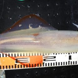 第二龍勢丸 釣果