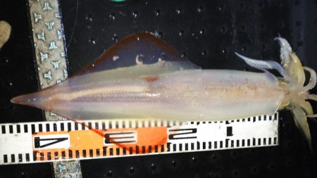 第二龍勢丸 釣果