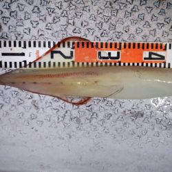 第二龍勢丸 釣果