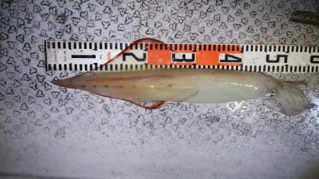 第二龍勢丸 釣果