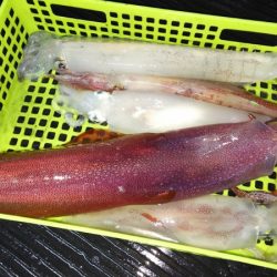 第二龍勢丸 釣果