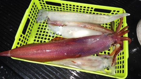 第二龍勢丸 釣果