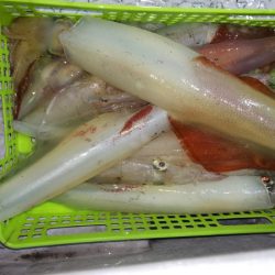 第二龍勢丸 釣果