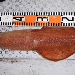 第二龍勢丸 釣果