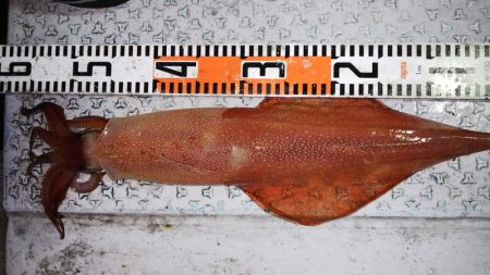 第二龍勢丸 釣果