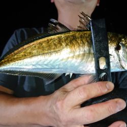 シースナイパー海龍 釣果