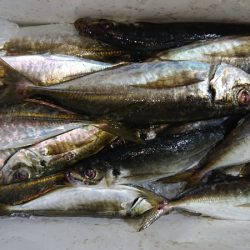 シースナイパー海龍 釣果