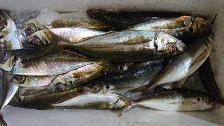 シースナイパー海龍 釣果