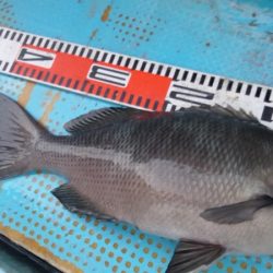 シースナイパー海龍 釣果