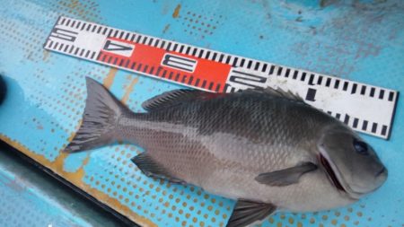 シースナイパー海龍 釣果