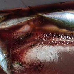 シースナイパー海龍 釣果