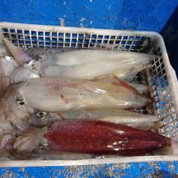 海龍丸（石川） 釣果