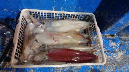 海龍丸（石川） 釣果