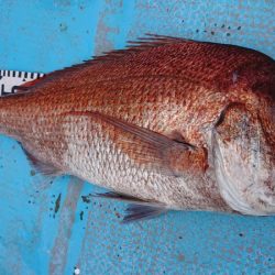 シースナイパー海龍 釣果