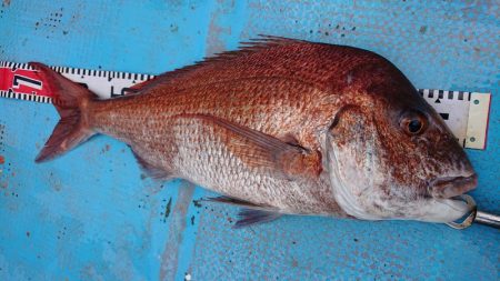 シースナイパー海龍 釣果