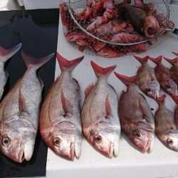 遊漁船 家入 釣果