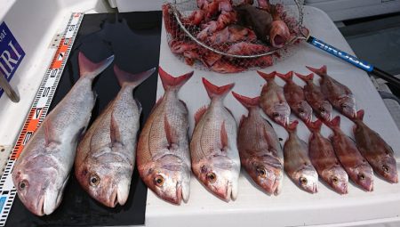 遊漁船 家入 釣果