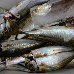 シースナイパー海龍 釣果