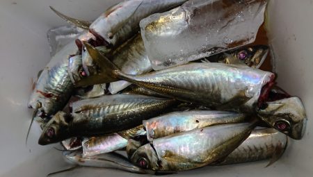 シースナイパー海龍 釣果