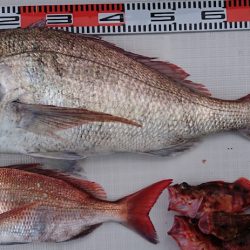 遊漁船 家入 釣果