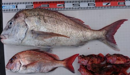 遊漁船 家入 釣果