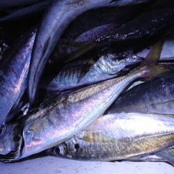 シースナイパー海龍 釣果