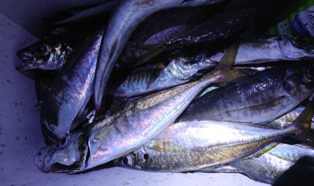 シースナイパー海龍 釣果