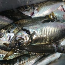 シースナイパー海龍 釣果