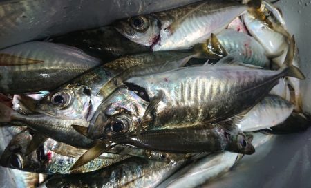 シースナイパー海龍 釣果