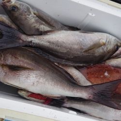 シースナイパー海龍 釣果