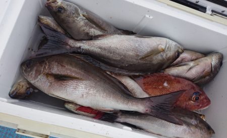 シースナイパー海龍 釣果