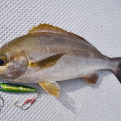 渡船屋たにぐち 釣果