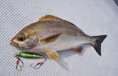 渡船屋たにぐち 釣果