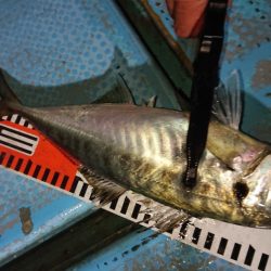 シースナイパー海龍 釣果