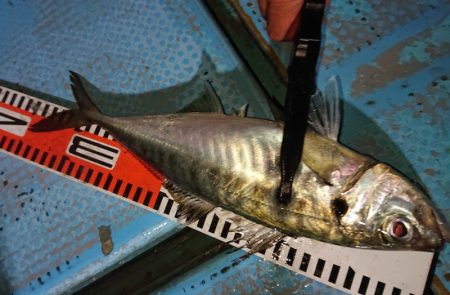 シースナイパー海龍 釣果