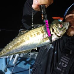 シースナイパー海龍 釣果