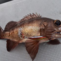 渡船屋たにぐち 釣果