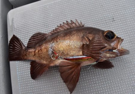 渡船屋たにぐち 釣果