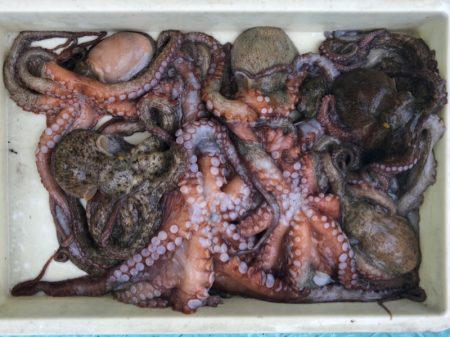 ヤザワ渡船 釣果