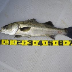 Chase（チェイス） 釣果