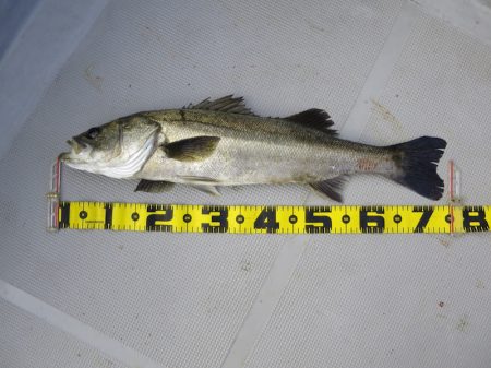 Chase（チェイス） 釣果